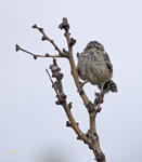 Cactus Wren 4221